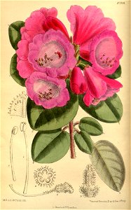 Rhododendron callimorphum 145-8789