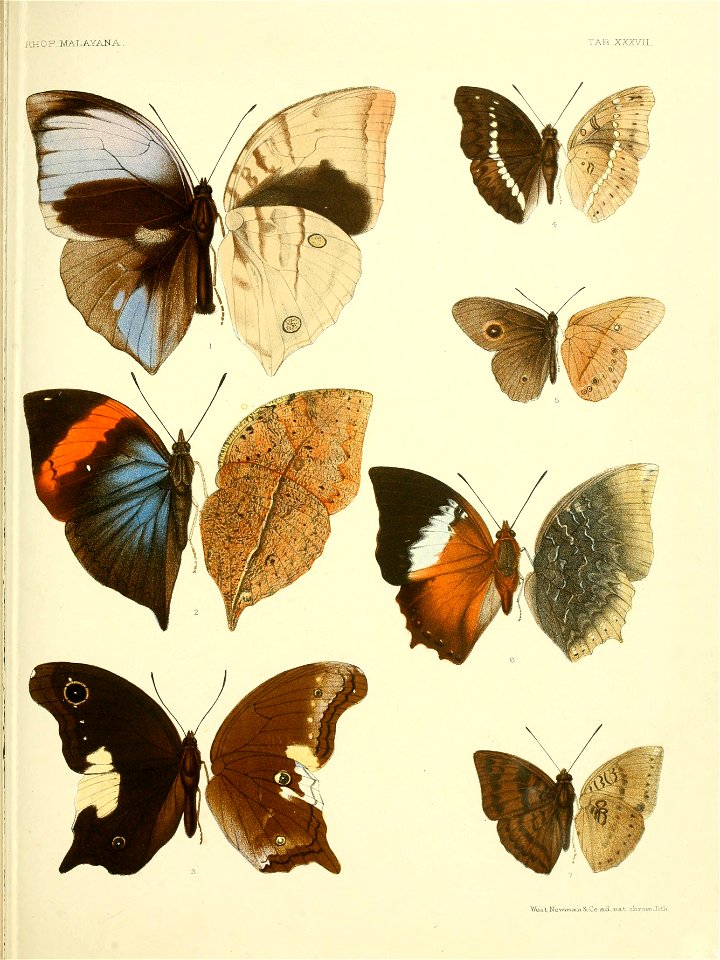 RhopaloceraMalayanaXXXVII