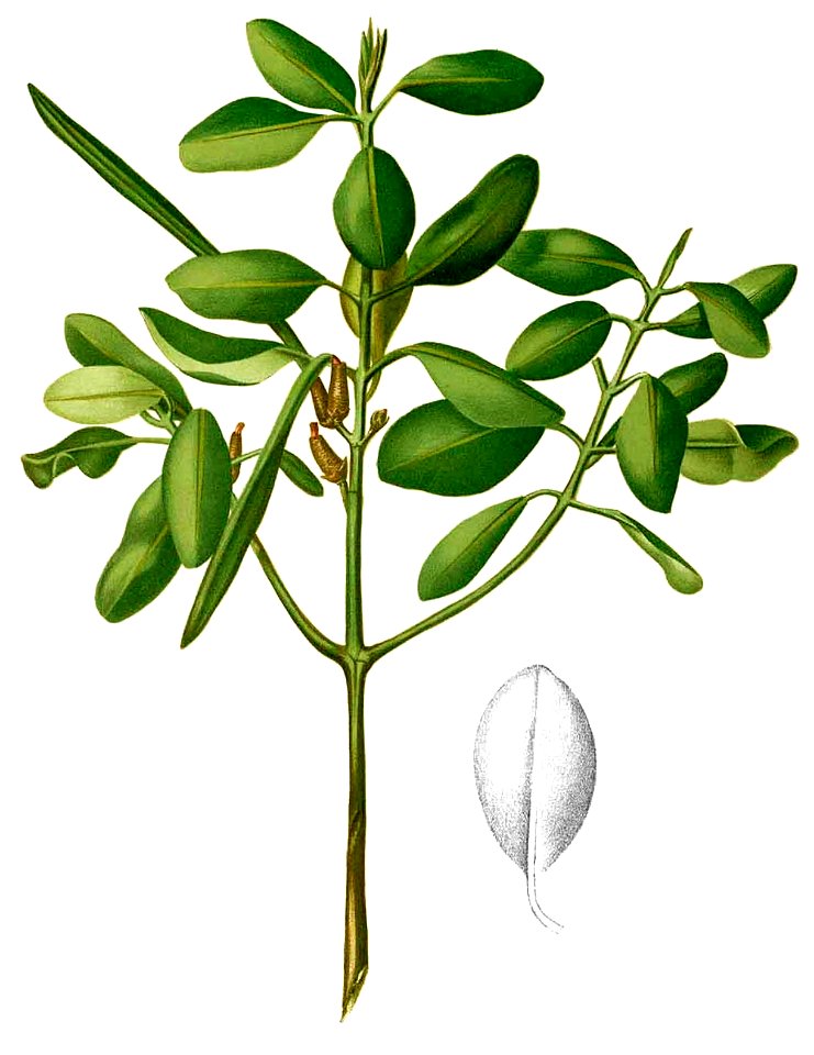 Rhizophoreae sp Blanco2.415-cropped