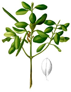 Rhizophoreae sp Blanco2.415-cropped