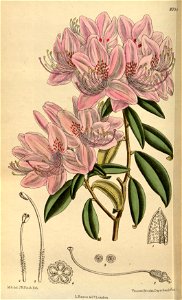 Rhododendron siderophyllum 144-8759