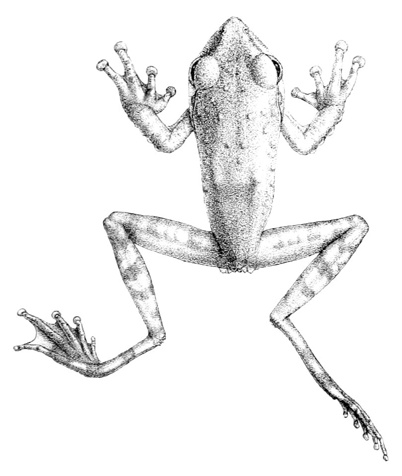 Rhacophorus appendiculatus