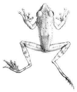 Rhacophorus appendiculatus