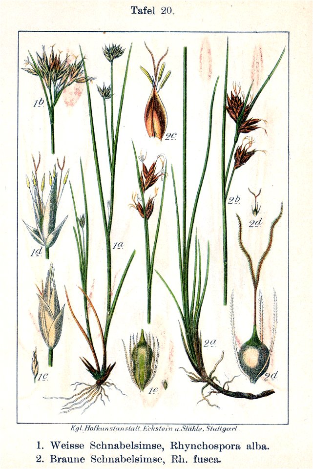 Rhynchospora spp Sturm20