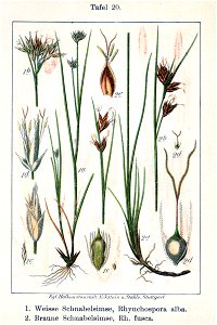 Rhynchospora spp Sturm20