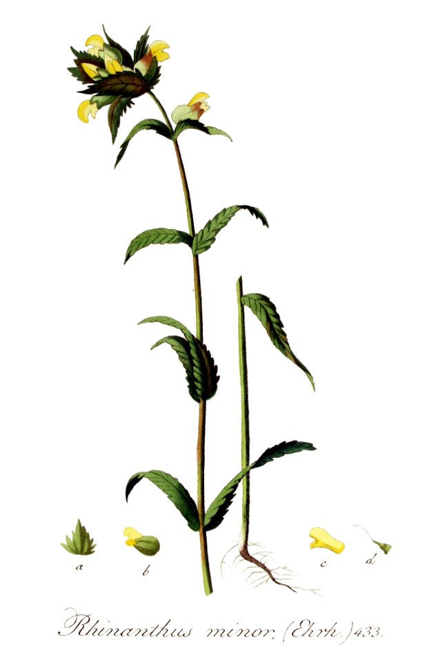 Rhinanthus minor — Flora Batava — Volume v6