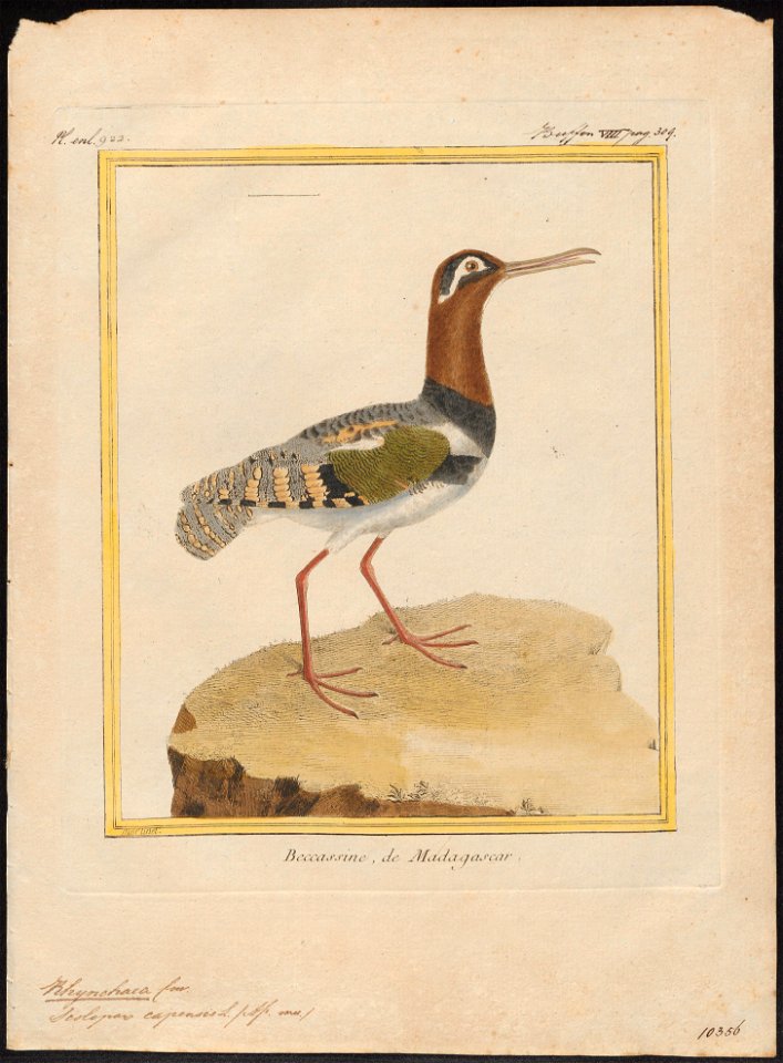 Rhynchaea capensis - 1700-1880 - Print - Iconographia Zoologica - Special Collections University of Amsterdam - UBA01 IZ17400337