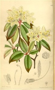 Rhododendron keiskei 136-8300