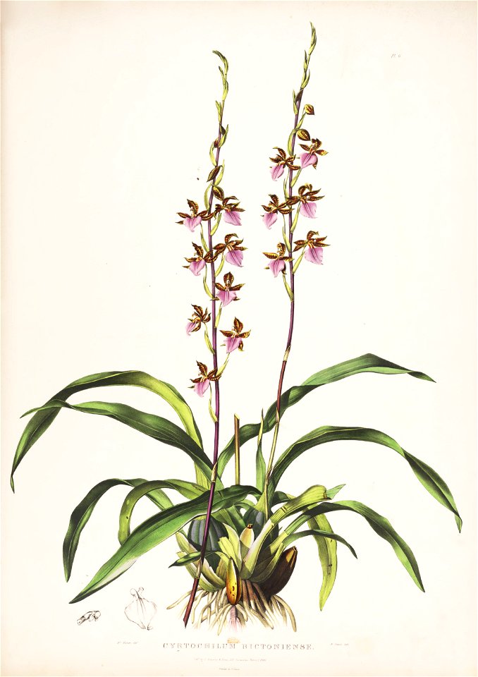 Rhynchostele bictoniensis (as Cyrtochilum bictoniense)-Bateman Orch. Mex. Guat. pl. 6 (1842)
