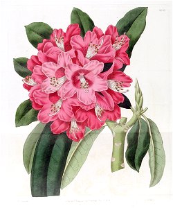 Rhododendron altaclerense. Free illustration for personal and commercial use.