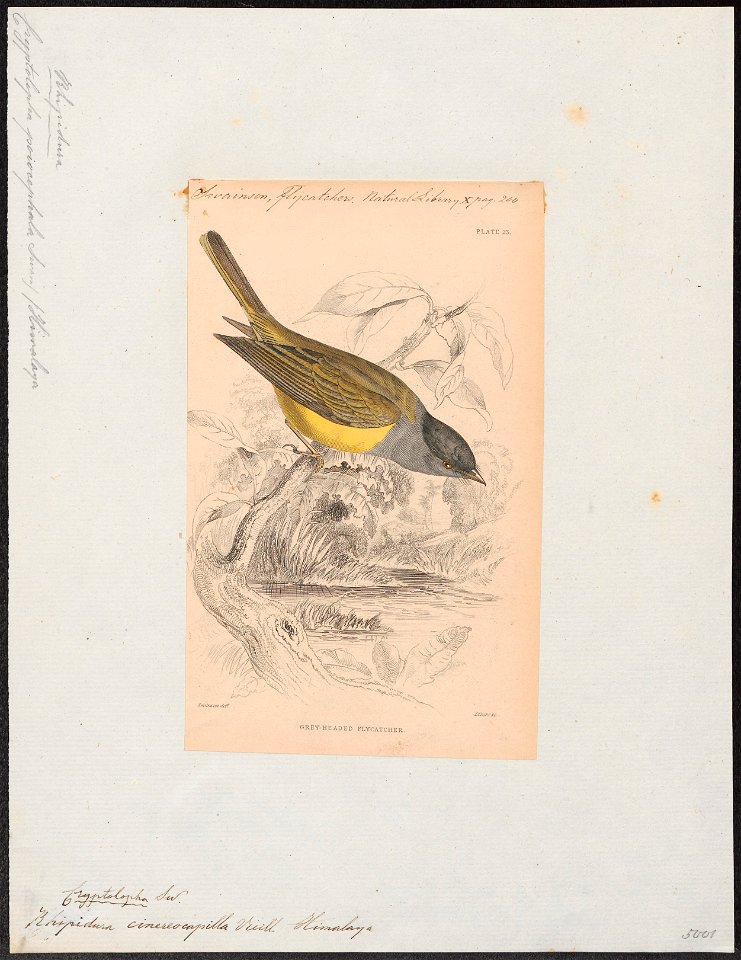 Rhipidura cinereocapilla - 1838 - Print - Iconographia Zoologica - Special Collections University of Amsterdam - UBA01 IZ16500081
