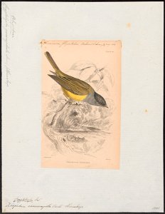 Rhipidura cinereocapilla - 1838 - Print - Iconographia Zoologica - Special Collections University of Amsterdam - UBA01 IZ16500081