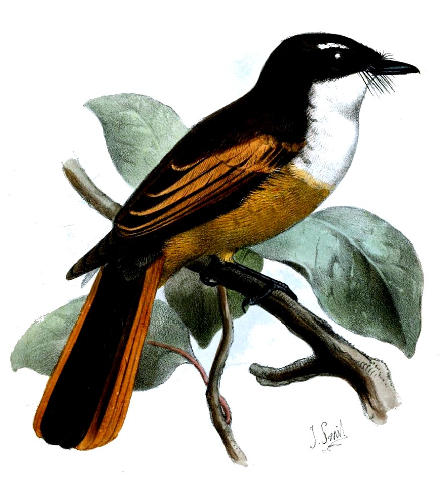 RhipiduraFuscorufaSmit (cropped)