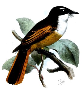 RhipiduraFuscorufaSmit (cropped)