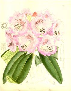 Rhododendron sutchuenense 137-8362