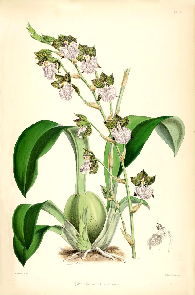 Rhynchostele uroskinneri (as Odontoglossum uroskinneri) - pl. 2 - Bateman - A Monograph of Odontoglossum