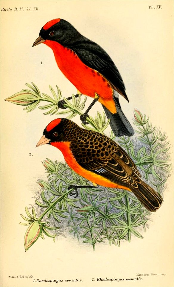 RhodospingusHart