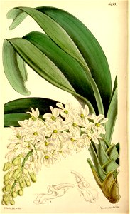 Rhynchostylis gigantea subsp. gigantea (as Saccolabium harrisonianum) - Curtis' 90 (Ser. 3 no. 20) pl. 5433 (1864)