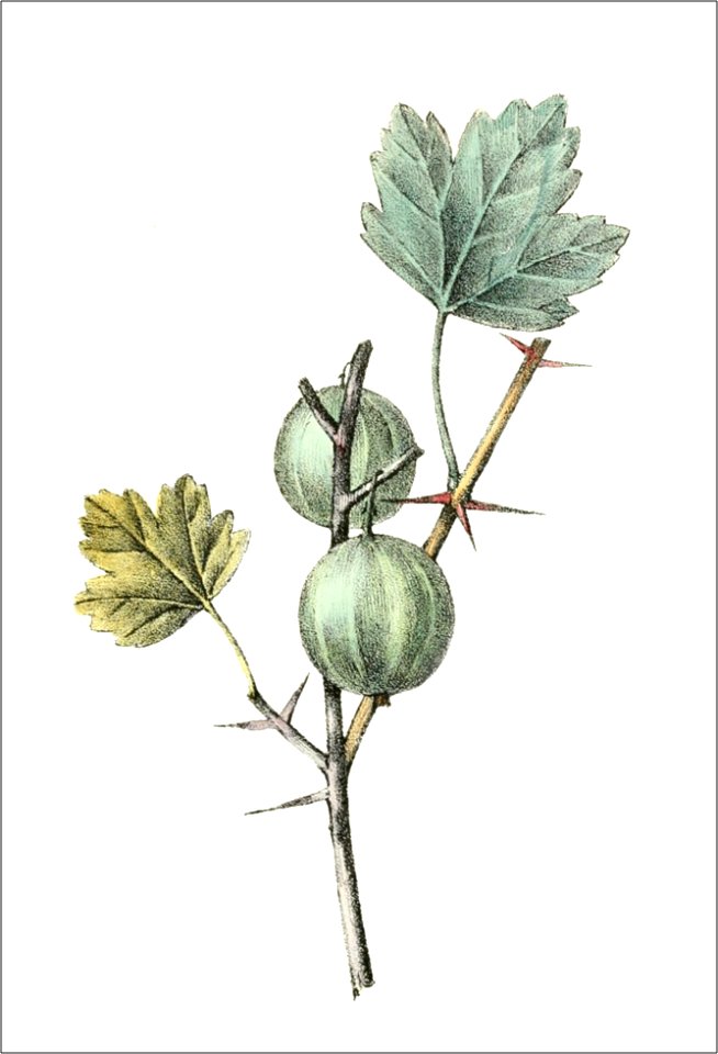 Ribes uva crispa (Thory - fig12)