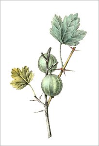 Ribes uva crispa (Thory - fig12)