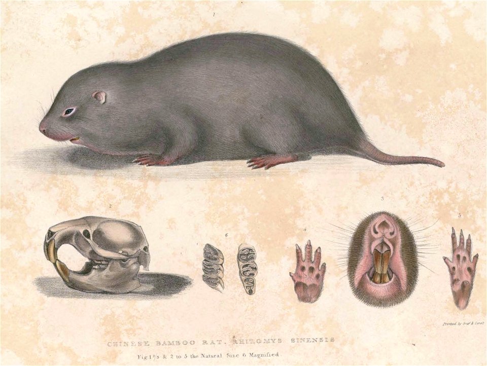 Rhizomys sinensis Hardwicke