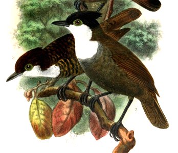 Rhegmatorhina hoffmannsi 1907