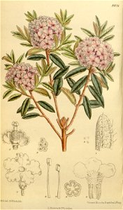 Rhododendron ledoides 146-8831