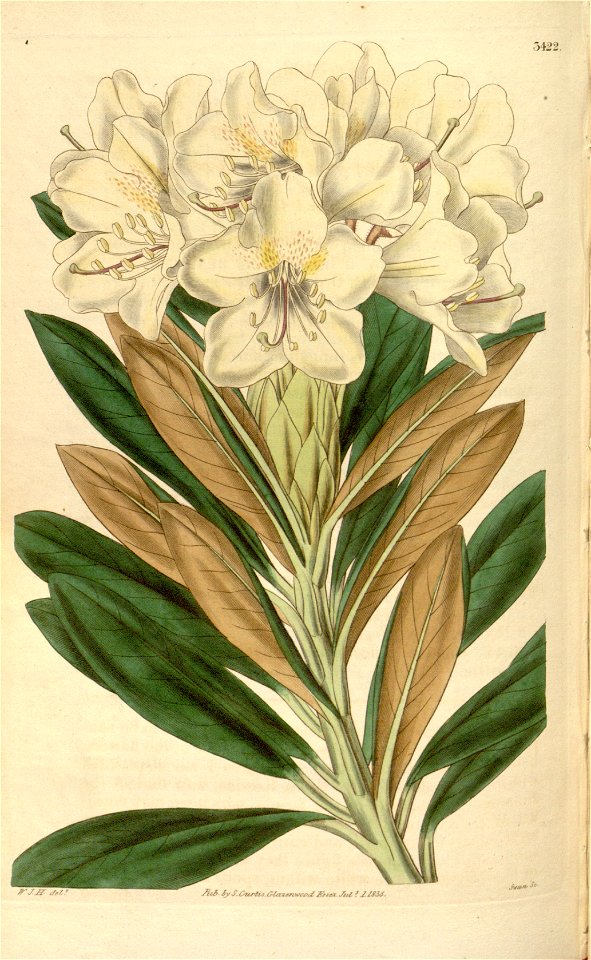 Rhododendron caucasicum