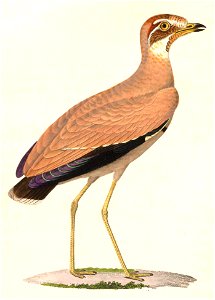 Rhinoptilus chalcopterus 1838