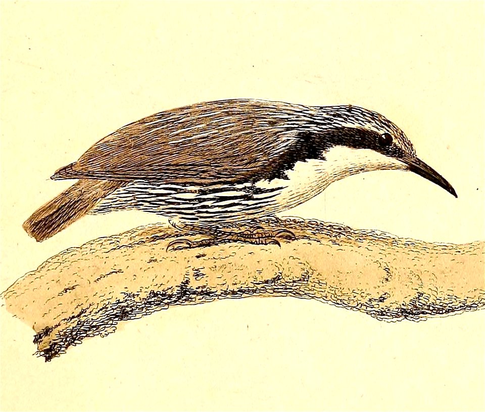 Rhabdornis mystacalis 1832