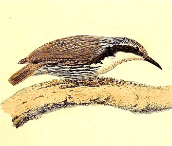 Rhabdornis mystacalis 1832