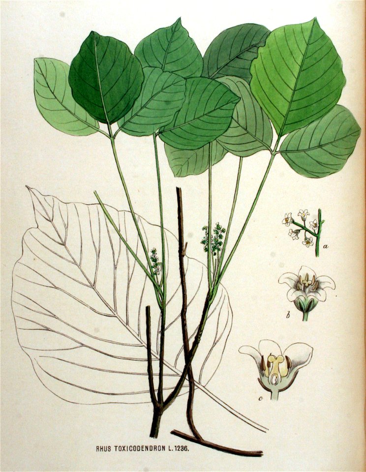 Rhus toxicodendron — Flora Batava — Volume v16