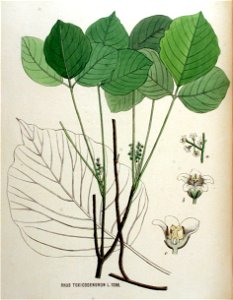 Rhus toxicodendron — Flora Batava — Volume v16