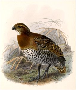 Rhynchortyx cinctus 1902