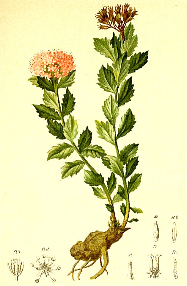 Rhodiola alpina Atlas Alpenflora