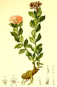 Rhodiola alpina Atlas Alpenflora