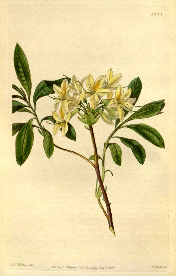 Rhododendron × seymouri