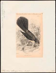 Rhipidura albiscapa - 1838 - Print - Iconographia Zoologica - Special Collections University of Amsterdam - UBA01 IZ16500089