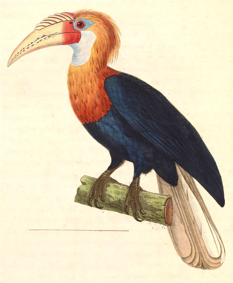 Rhyticeros plicatus 1838