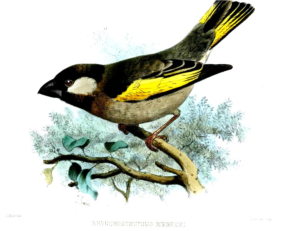 RhynchostruthusRiebeckiSmit