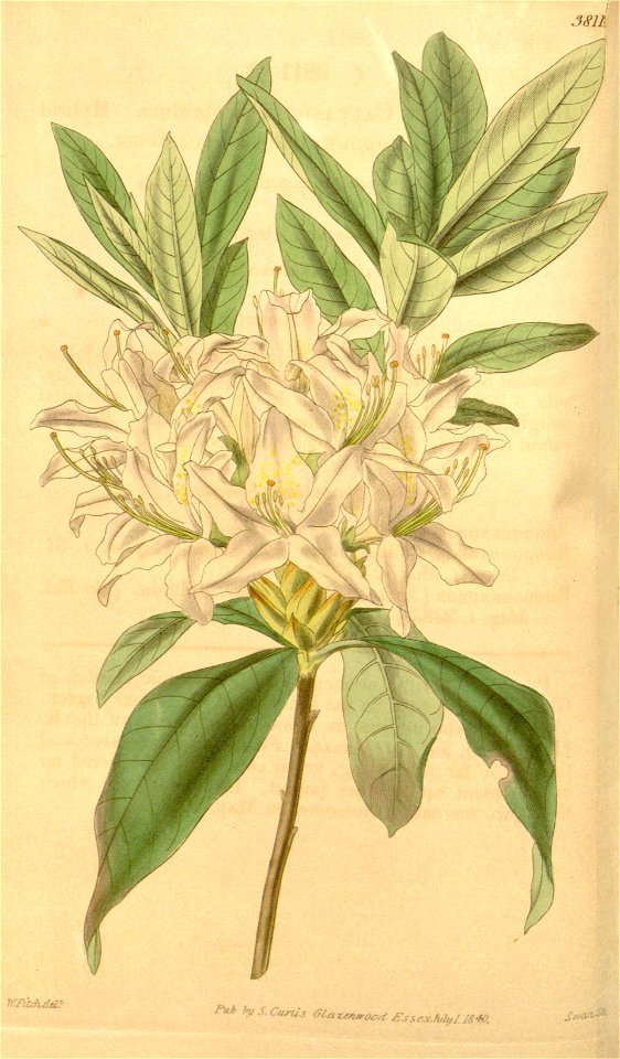 Rhododendron 'Caucasicum Hybridum'