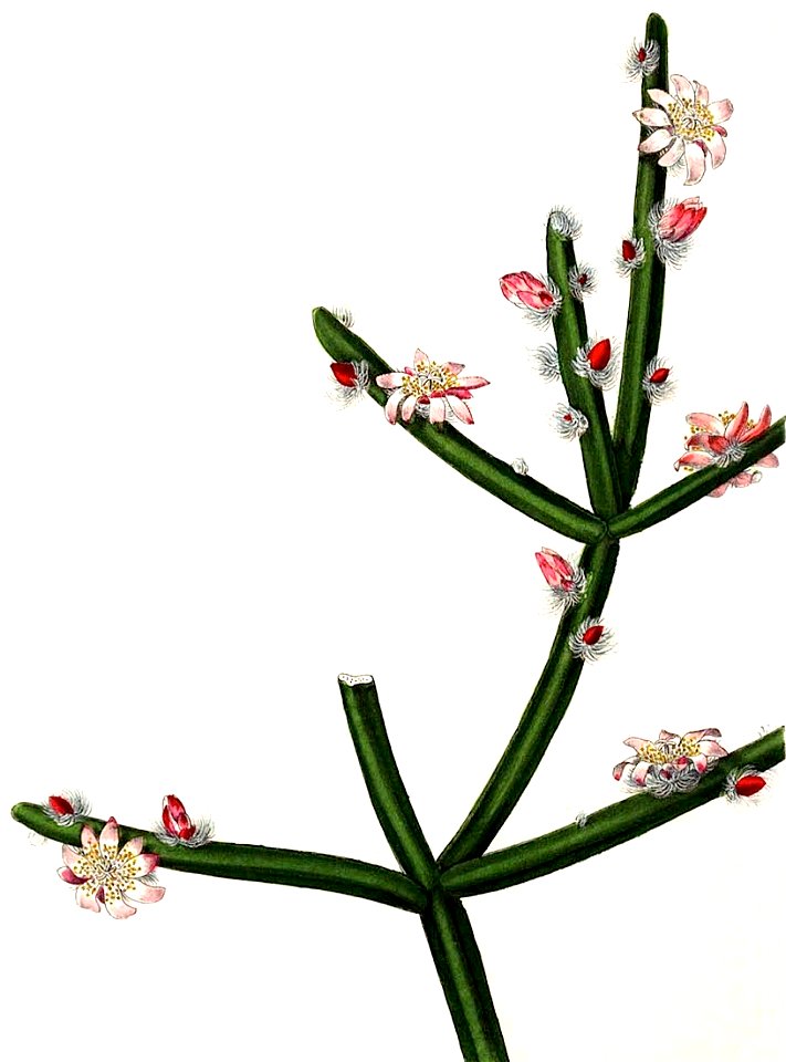 Rhipsalis dissimilis BlKakteenT80b