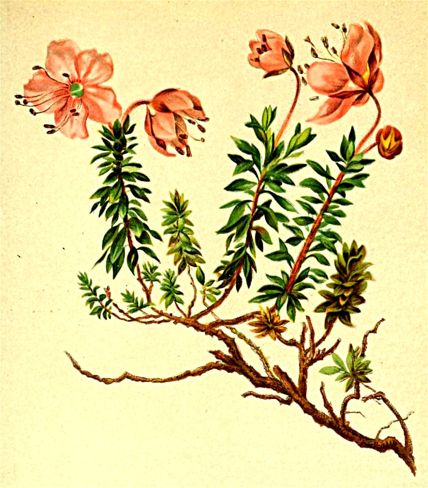 Rhododendron chamaecistus Atlas Alpenflora