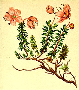Rhododendron chamaecistus Atlas Alpenflora