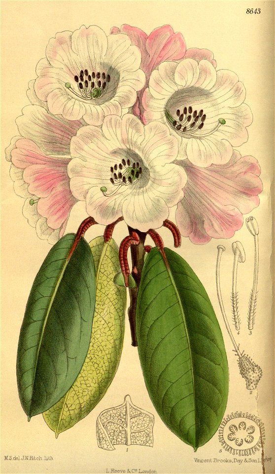 Rhododendron erubescens 142-8643