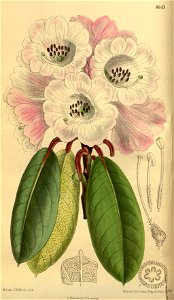 Rhododendron erubescens 142-8643