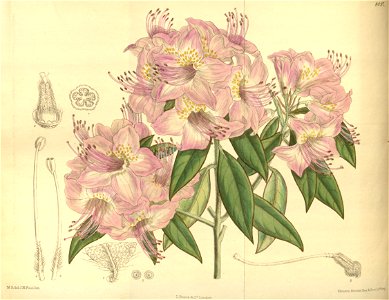 Rhododendron augustinii 139-8497. Free illustration for personal and commercial use.