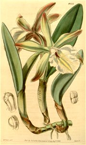 Rhyncholaelia glauca (as Brassavola glauca) - Curtis' 69 (N.S. 16) pl. 4033 (1843). Free illustration for personal and commercial use.