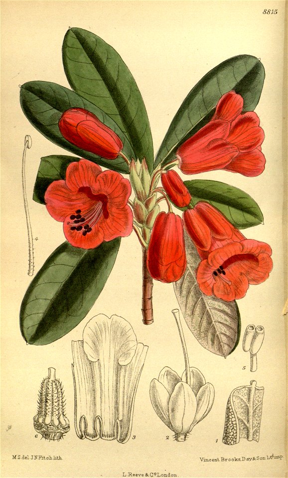 Rhododendron dichroanthum 145-8815