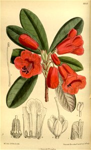 Rhododendron dichroanthum 145-8815